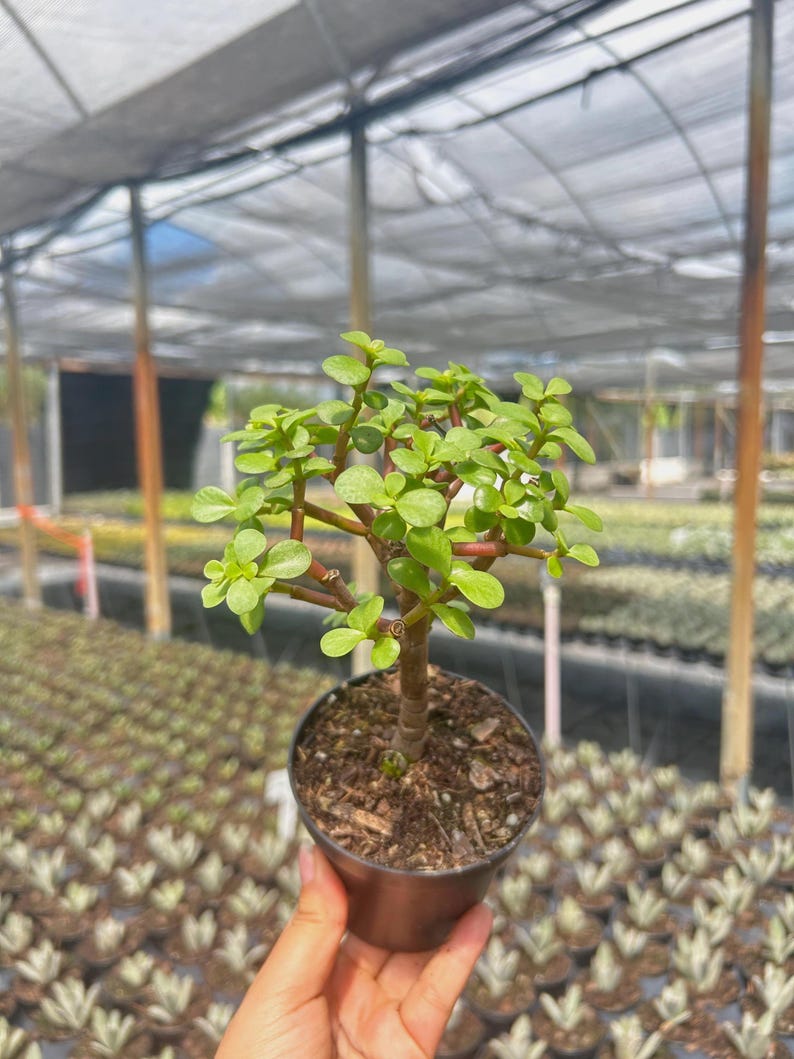 K&ouml;nnte beinhalten: Eine kleine Jade-Pflanze in einem schwarzen Topf mit leuchtend gr&uuml;nen Bl&auml;ttern und einem braunen Stiel. Die Pflanze steht vor einem Gew&auml;chshaus, im Hintergrund sind Reihen &auml;hnlicher Pflanzen zu sehen.