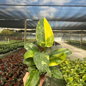 May include: A potted houseplant with large, heart-shaped leaves. The leaves are a mix of green and yellow, with a speckled pattern. The plant is held in a black pot, and the background shows a greenhouse setting.