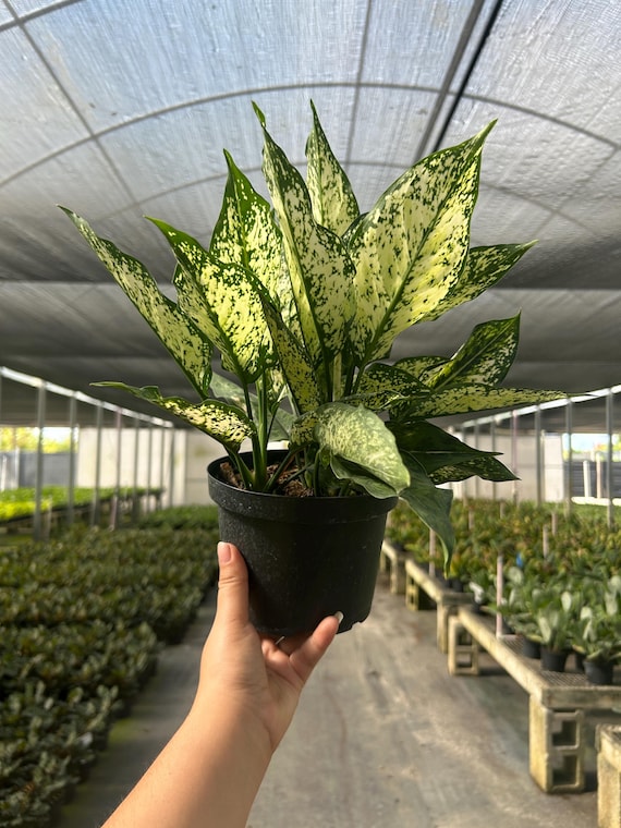 その他観葉植物 Aglaonema Paulina Aglaonema Paulina Flower Leaves