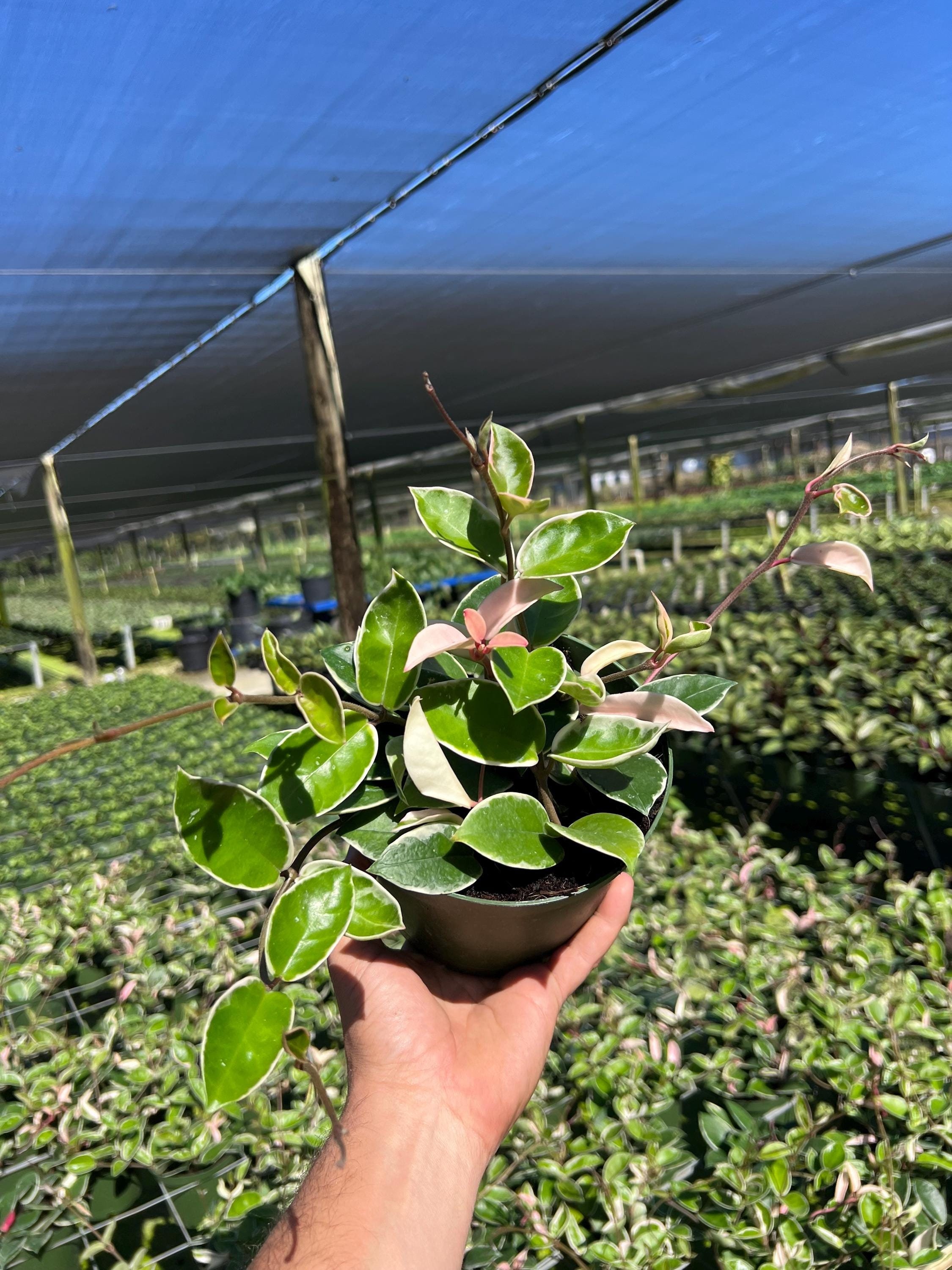 Hoya Carnosa Krimson Queen | Wax Vine Plant | Live Indoor