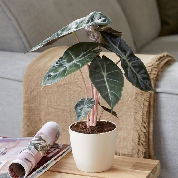 Alocasia Morroco Pink Dragon in 4