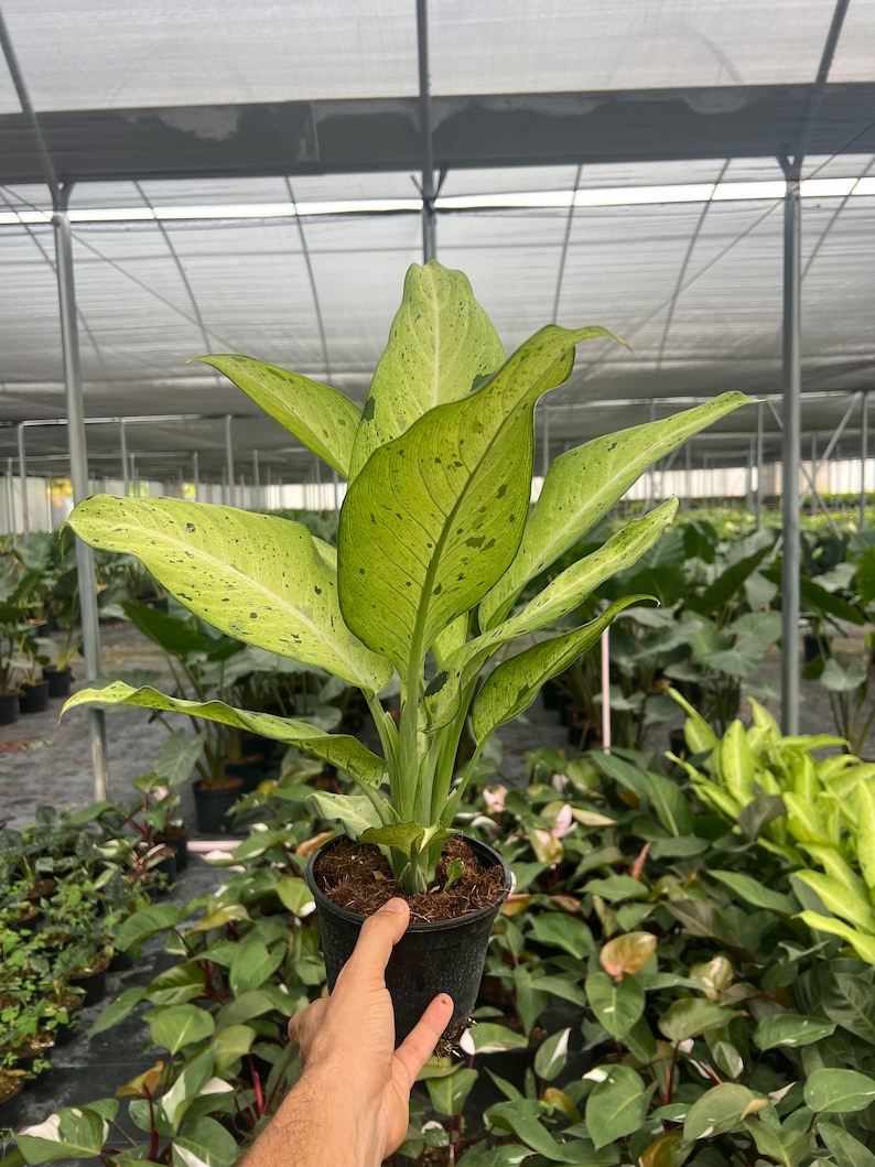TheOddFrond Dieffenbachia - Thumbnail 3