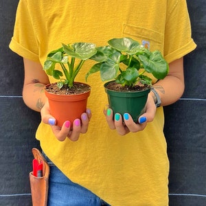 May include: Two small potted plants with large, green leaves are held in front of a yellow shirt. One plant is in a brown pot, the other in a green pot. The person holding the plants has colorful nail polish. A leather tool holder is visible.