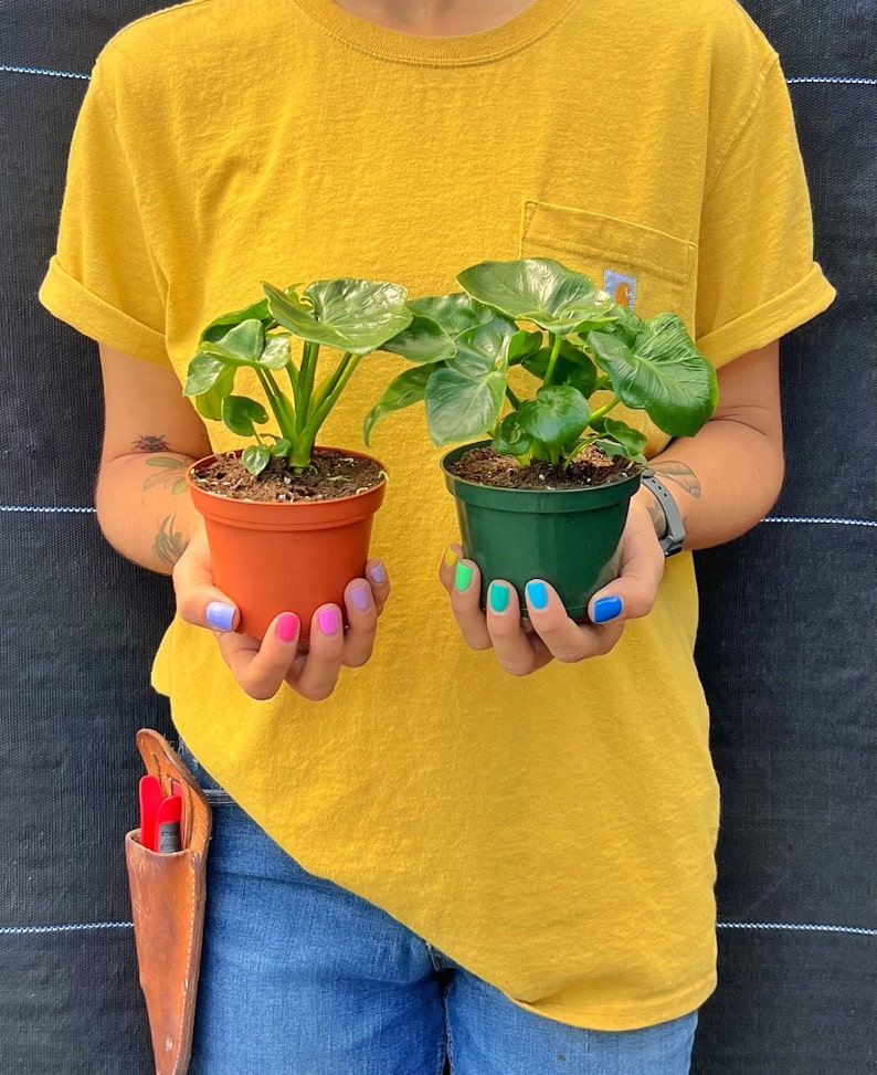 May include: Two small potted plants with large, green leaves are held in front of a yellow shirt. One plant is in a brown pot, the other in a green pot. The person holding the plants has colorful nail polish. A leather tool holder is visible.