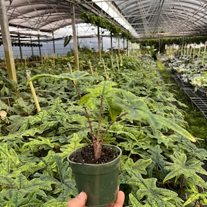 Alocasia Jacklyn Elephant Ears in 4” and  6" inch Pot | Indoor & Outdoor Live Tropical House plant | Rooted Easy Care Starter Plant