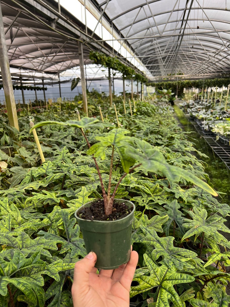 Alocasia Jacklyn Elephant Ears in 4” and  6" inch Pot | Indoor & Outdoor Live Tropical House plant | Rooted Easy Care Starter Plant