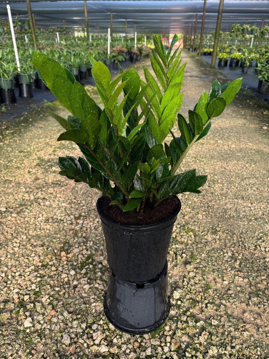 ZZ Plant in Large 8" Pot | Zamioculcas Zamiifolia | Live Houseplant |  Indoor and Outdoor House Plant | Rooted Easy Care Plant - Etsy
