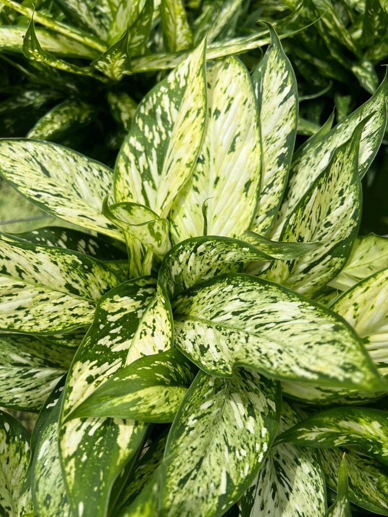 TheOddFrond Dieffenbachia Star Bright