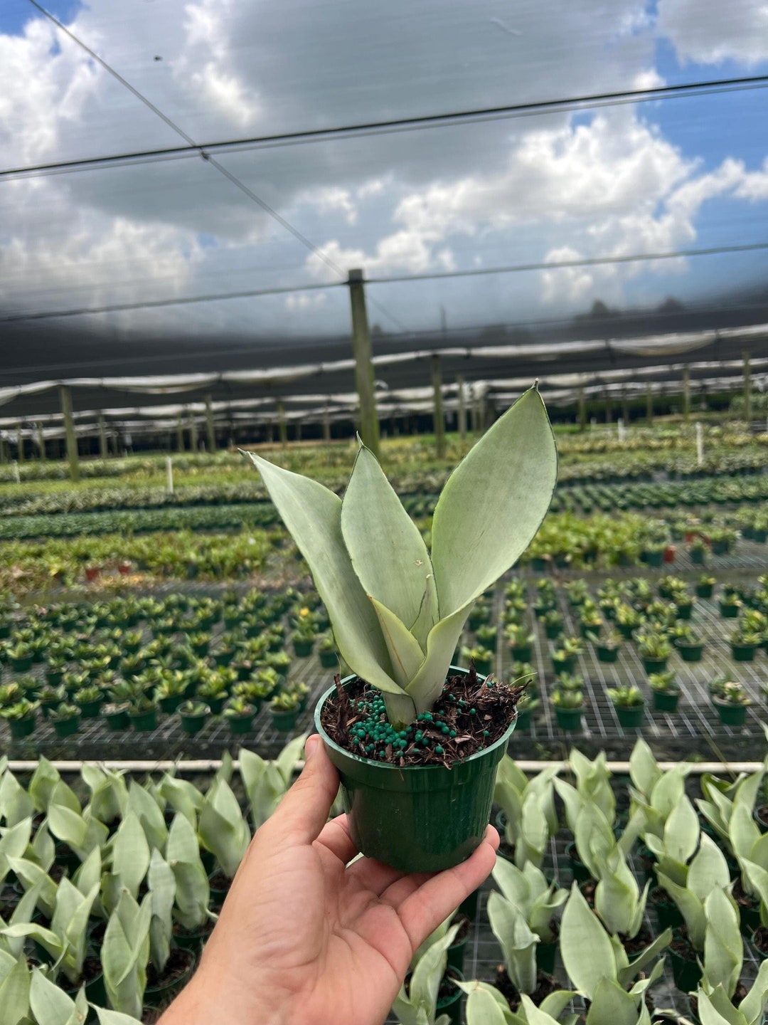 Moonshine Sansevieria | Silver SNAKE PLANT | LIVE Houseplant