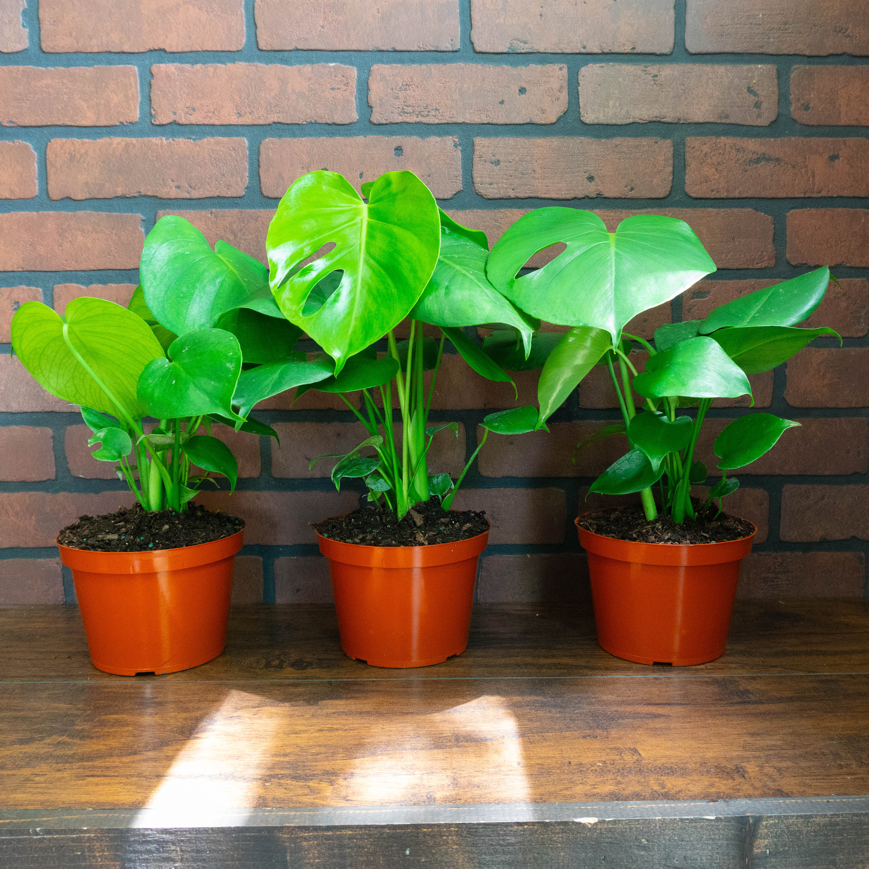 jade plant care Jade Plant - Friendship Plant
