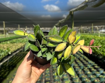 Hoya Burtoniae Variegated | Wax Vine Plant | Live Indoor & Outdoor Tropical House Plant | Home and Office Decor | Easy Care in 4" Pot