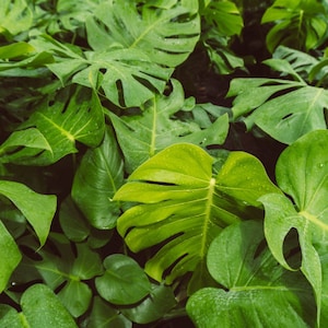 May include: Close-up of lush green tropical leaves with a textured surface. The leaves are arranged in a dense cluster, creating a vibrant and natural backdrop.
