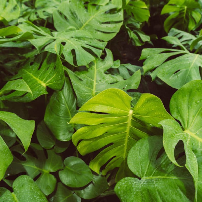 May include: Close-up of lush green tropical leaves with a textured surface. The leaves are arranged in a dense cluster, creating a vibrant and natural backdrop.