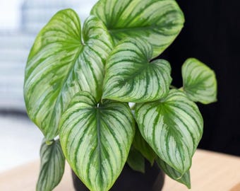 Philodendron Mamei Silver Cloud | Indoor & Outdoor Live Tropical House  Plant | Home and Office Decor | Easy Care Plant in 4" and 6" Pot - Etsy
