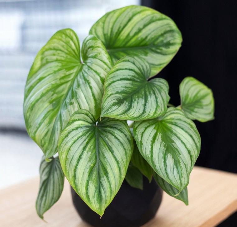 Philodendron Mamei Silver Cloud | Indoor & Outdoor Live Tropical House  Plant | Home and Office Decor | Easy Care Plant in 4" and 6" Pot - Etsy  Hong Kong