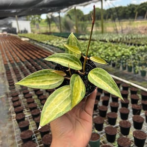 May include: A potted plant with vibrant green and yellow leaves. The plant is held in a black pot, showcasing its unique leaf patterns. The background features a greenhouse setting with rows of other plants.
