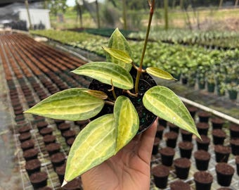 Planta Hoya Pot of Gold Macrophylla / Planta tropical de interior y exterior / Trepadora y enrejada / Hogar y oficina / Fácil cuidado Maceta de 10 cm