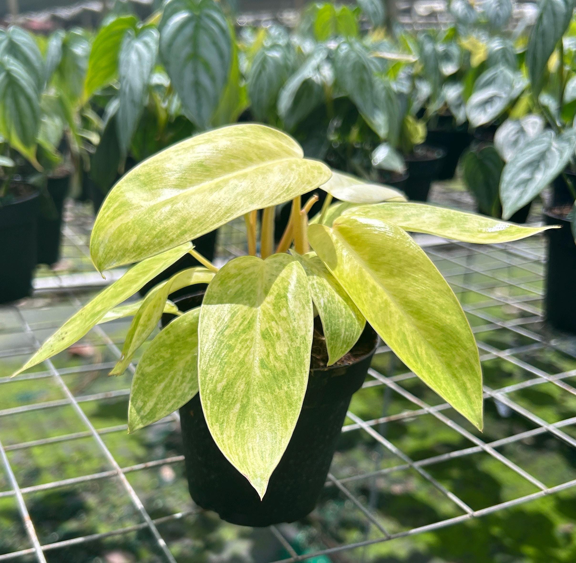 philodendron-painted-lady-beautiful-variegated-plant-rare-live