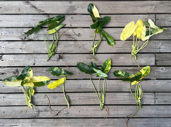 Variegated Burle Marx Philodendron Cutting | Air Roots W/ Nodes