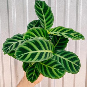 High Humidity Terrarium Plants - Etsy