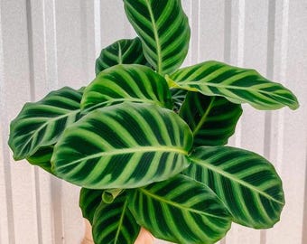 May include: A close-up of a green and white striped Calathea plant with large, broad leaves.