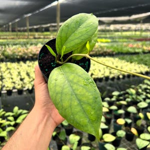 May include: A potted Hoya plant with large, textured green leaves. The leaves have a prominent vein pattern and water droplets. The plant is in a black pot with green fertilizer pellets. The background shows a greenhouse setting with other plants.