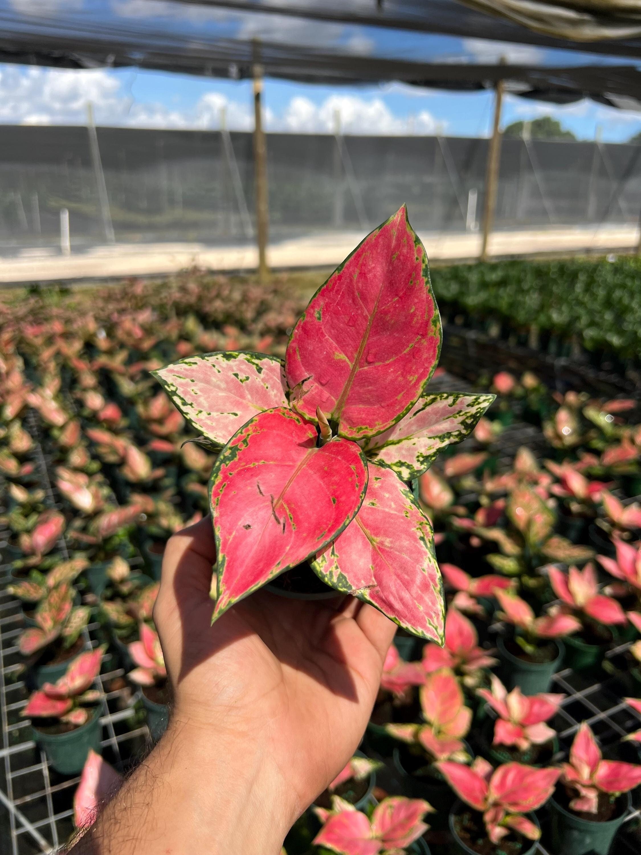Philodendron Emerald Queen Variegated - Etsy Philodendron Emerald Queen Variegated - Etsy