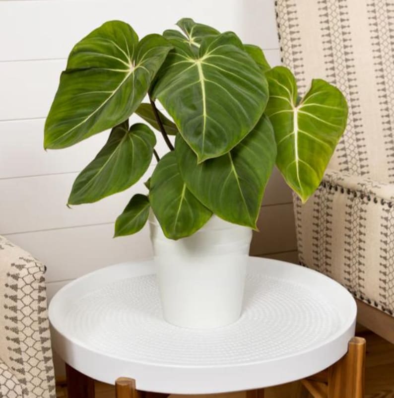 TheOddFrond Philodendron Gloriosum - Thumbnail 5
