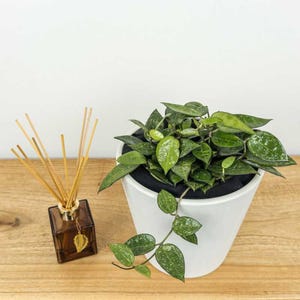 Op de afbeelding: Een groene kamerplant met bonte bladeren in een witte keramische pot. De plant hangt over de rand van de pot. Op de achtergrond staat een bruine glazen diffuser met houten stokjes.