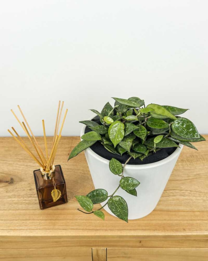 Op de afbeelding: Een groene kamerplant met bonte bladeren in een witte keramische pot. De plant hangt over de rand van de pot. Op de achtergrond staat een bruine glazen diffuser met houten stokjes.