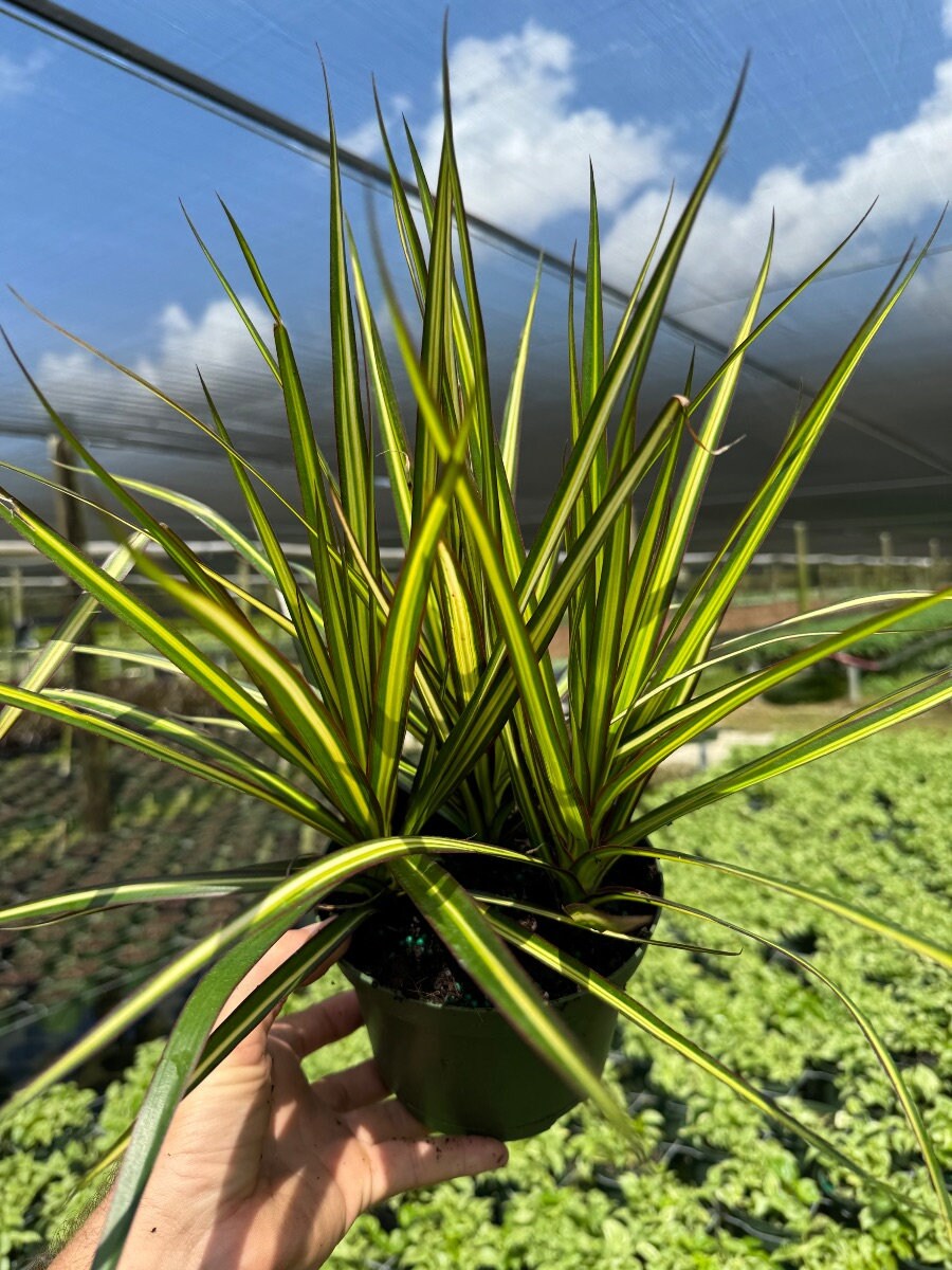 australischer flaschenbaum unterschied elefantenfuß Beaucarnea Nolina recurvata