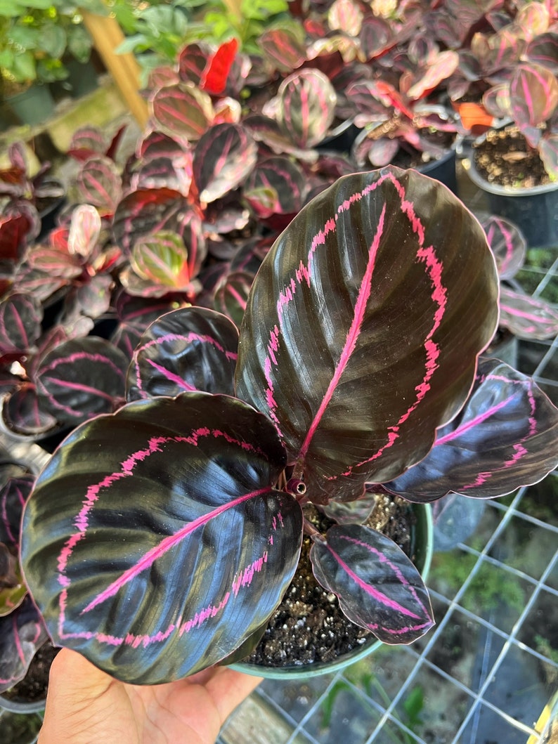 Pu&ograve; includere: Primo piano di una pianta da interno verde scuro con foglie grandi di colore verde scuro con venature rosa. La pianta &egrave; in un vaso nero.