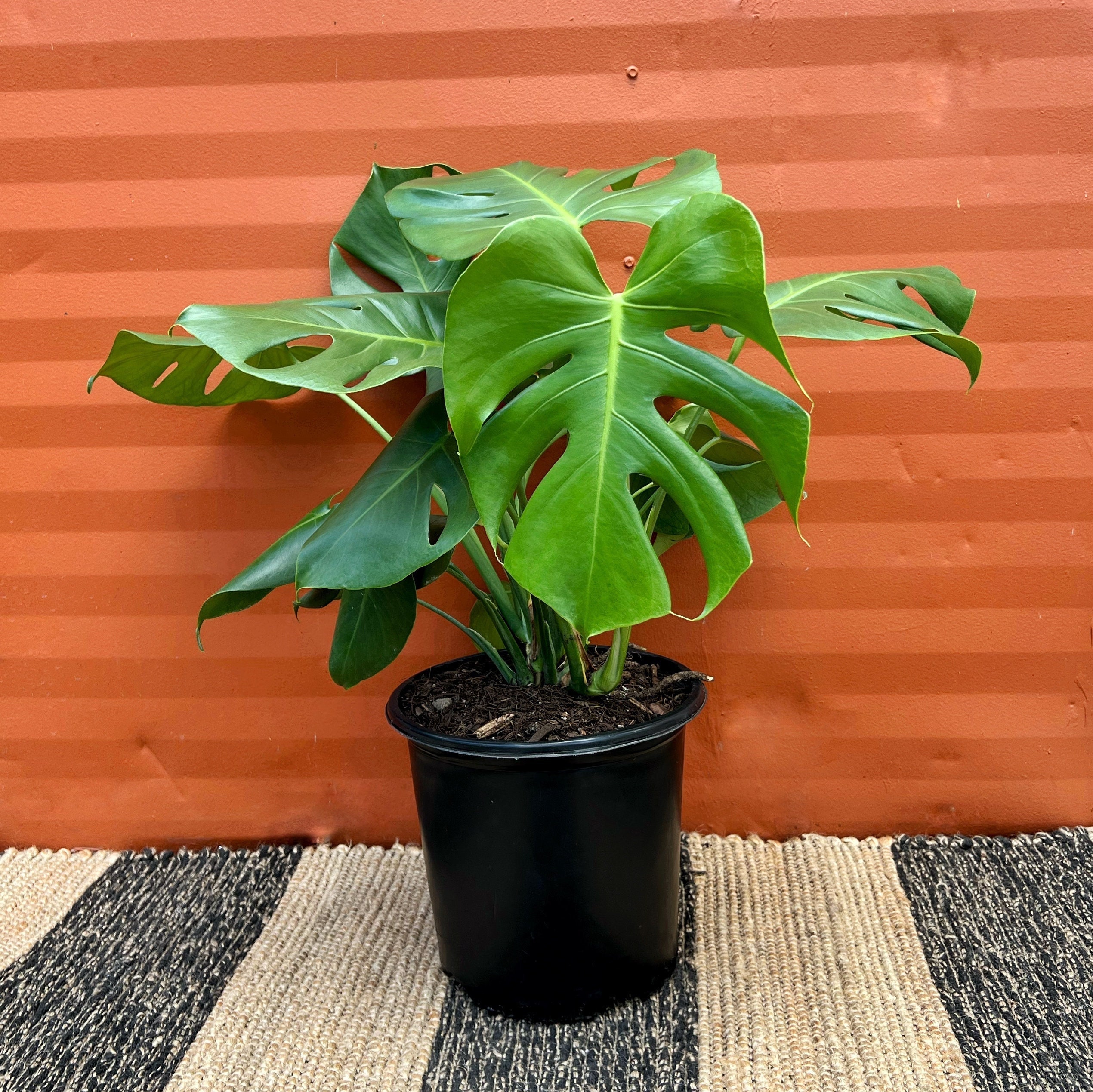 Large Pots for Monstera - Etsy