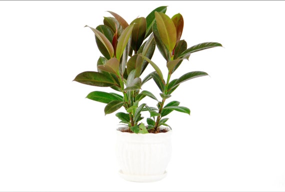 Ficus Melany Rubber Plant 4" or 6" Pot | Elastica Bush Tree | Tropical Live  House Plant | Indoor and Outdoor | Rooted Easy Care Plant - Etsy sterreich