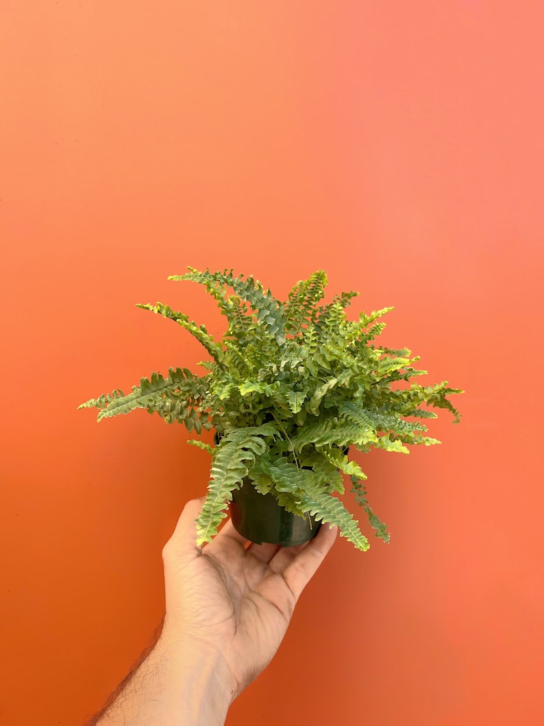 Op de afbeelding: Een kleine groene varenplant in een groene pot, vastgehouden in de hand van een persoon tegen een feloranje achtergrond.