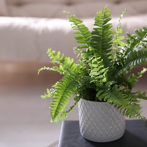 Op de afbeelding: Een groene varenplant in een witte keramische pot met een ruitpatroon. De pot staat op een zwart oppervlak.