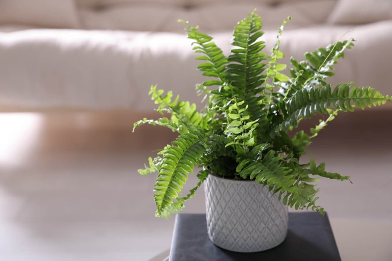 Op de afbeelding: Een groene varenplant in een witte keramische pot met een ruitpatroon. De pot staat op een zwart oppervlak.