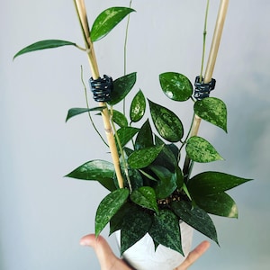 Op de afbeelding: Een kleine plant in een pot met bonte groene bladeren die omhoog groeien langs twee bamboestokken. De plant staat in een witte keramische pot en wordt in de hand van een persoon gehouden.