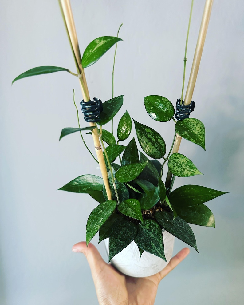 Op de afbeelding: Een kleine plant in een pot met bonte groene bladeren die omhoog groeien langs twee bamboestokken. De plant staat in een witte keramische pot en wordt in de hand van een persoon gehouden.