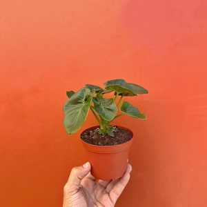 May include: A small potted plant with large, green leaves is held against an orange background. The plant is in a brown plastic pot. The leaves have a prominent vein structure. The background is a solid, vibrant orange.