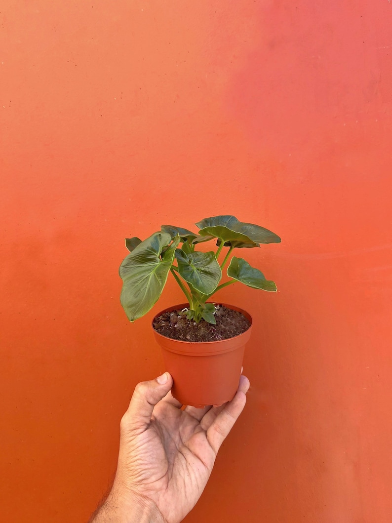 May include: A small potted plant with large, green leaves is held against an orange background. The plant is in a brown plastic pot. The leaves have a prominent vein structure. The background is a solid, vibrant orange.
