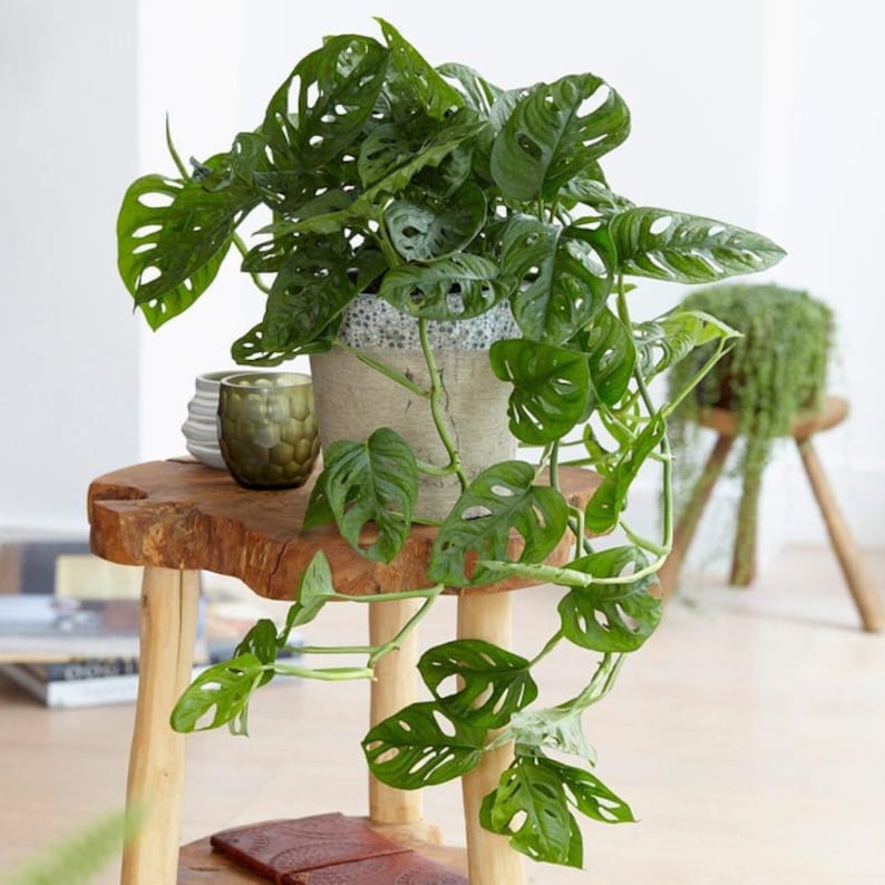 TheOddFrond Monstera Adansonii - Thumbnail 5