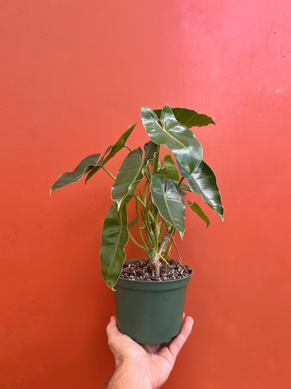 the succulent shoppe Succulents - Green main image 0