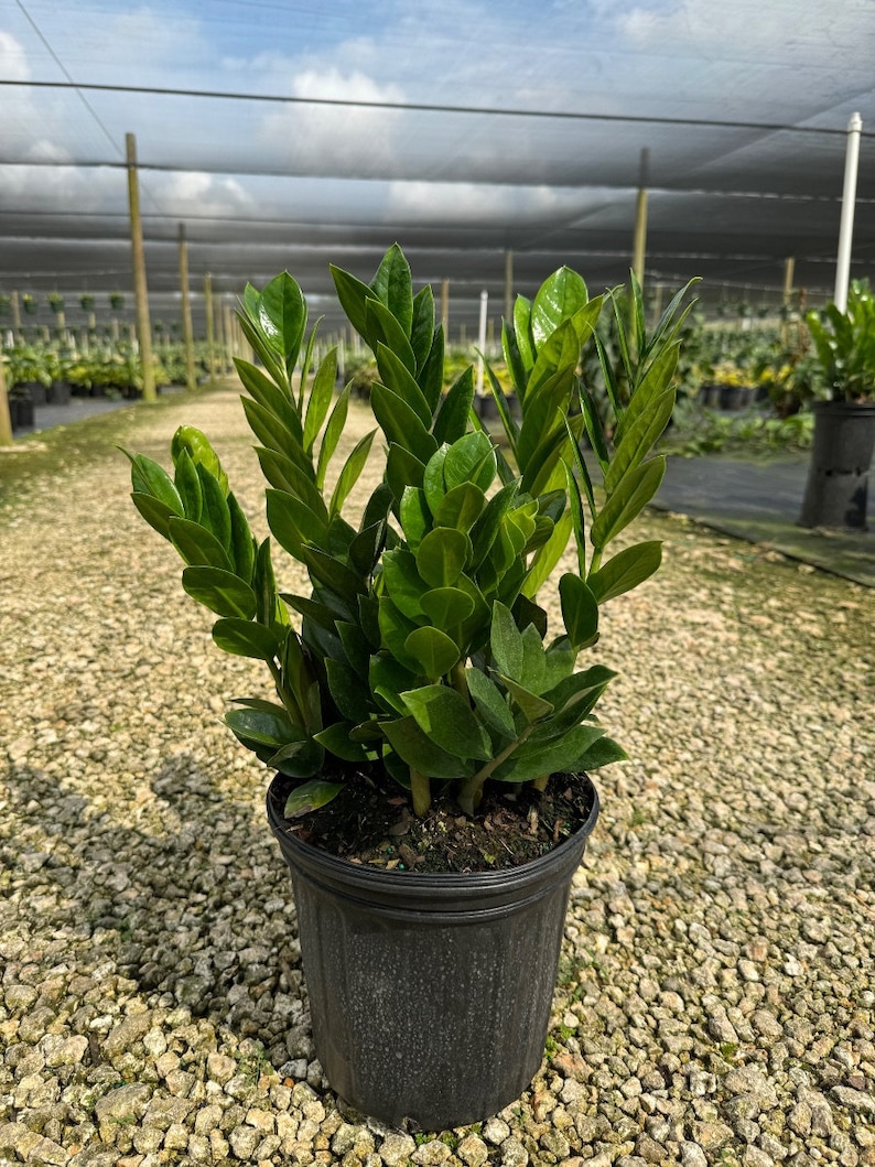 TheOddFrond ZZ Plant