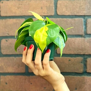 Philodendron Brasil / Brazil with Pot | philodendron hederaceum | Trailing Plant | Live House Plant | Variegated Heart Shaped Vine