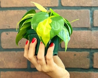 Philodendron Brasil / Brazil with Pot | philodendron hederaceum | Trailing Plant | Live House Plant | Variegated Heart Shaped Vine