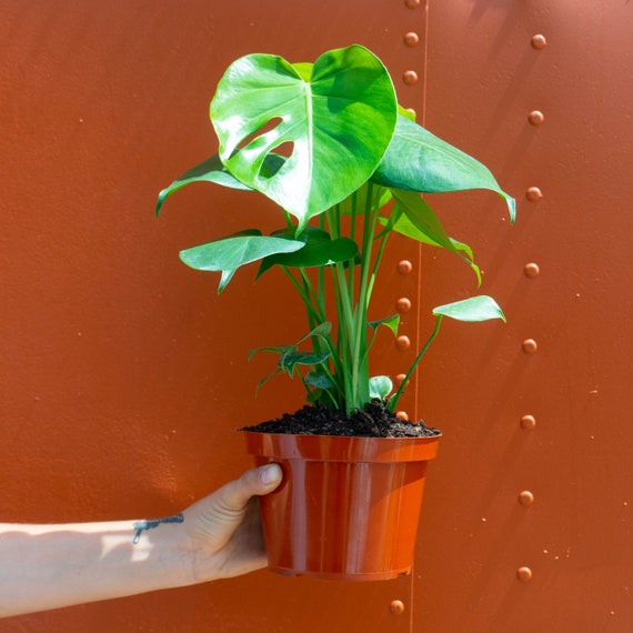 philodendron princess marble 4