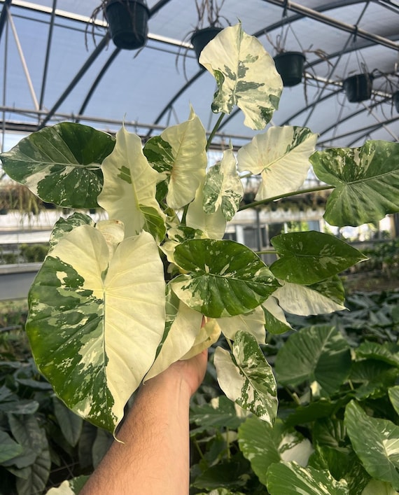 Variegated Alocasia California Odora Albo | Rare Elephant Ear Plant | Live  Indoor & Outdoor Tropical Houseplant | Rooted in 4 and 6" Pot - Etsy