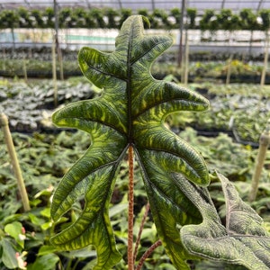 Alocasia Jacklyn Elephant Ears in 4” and  6" inch Pot | Indoor & Outdoor Live Tropical House plant | Rooted Easy Care Starter Plant