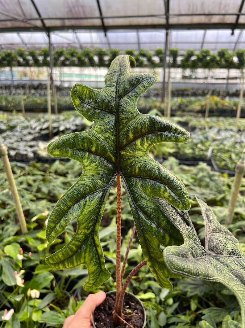 Alocasia Jacklyn Elephant Ears in 4” and  6" inch Pot | Indoor & Outdoor Live Tropical House plant | Rooted Easy Care Starter Plant
